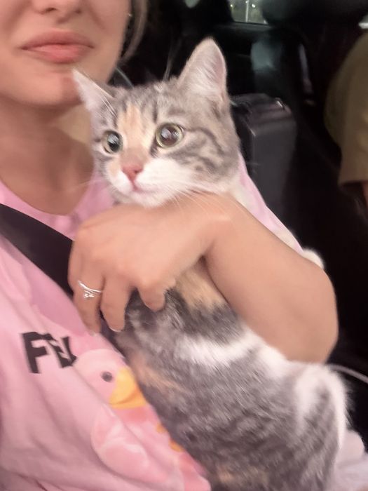 Найдена кошечка