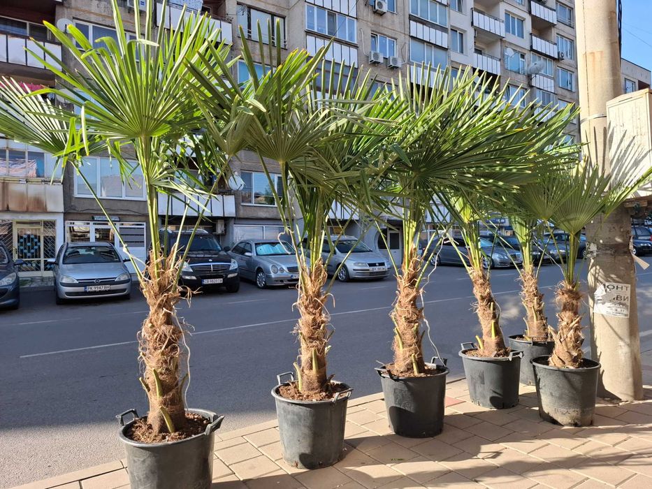 Палми Трахикарпус