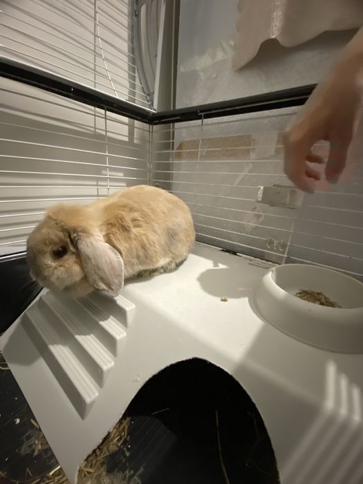 Продам кролика декоративный