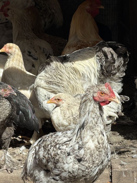 Продавам кокошки и петли