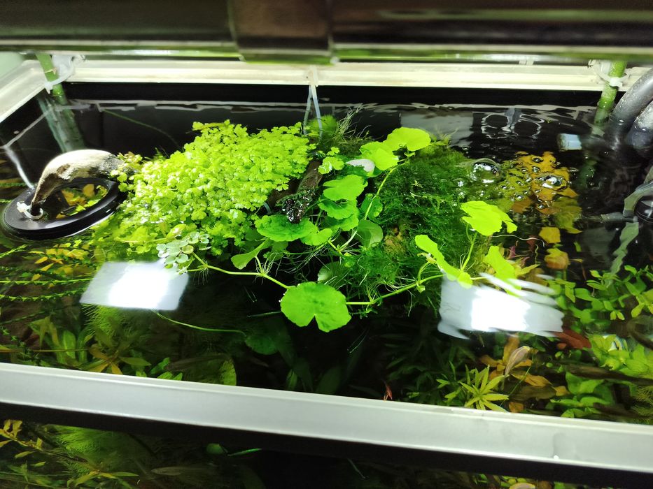 Продам растения для аквариума.