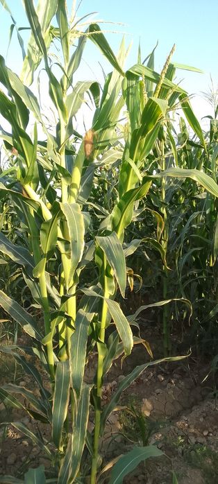 Silyos telechkasi  bosib oladi so‘tasi olingan