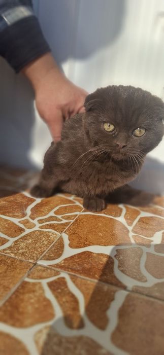 Британский фольд вислоухий