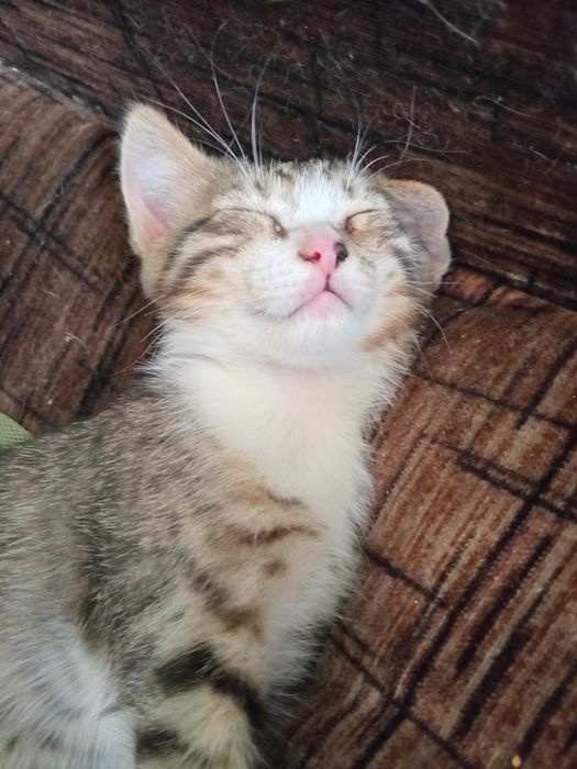Котята ищут людей