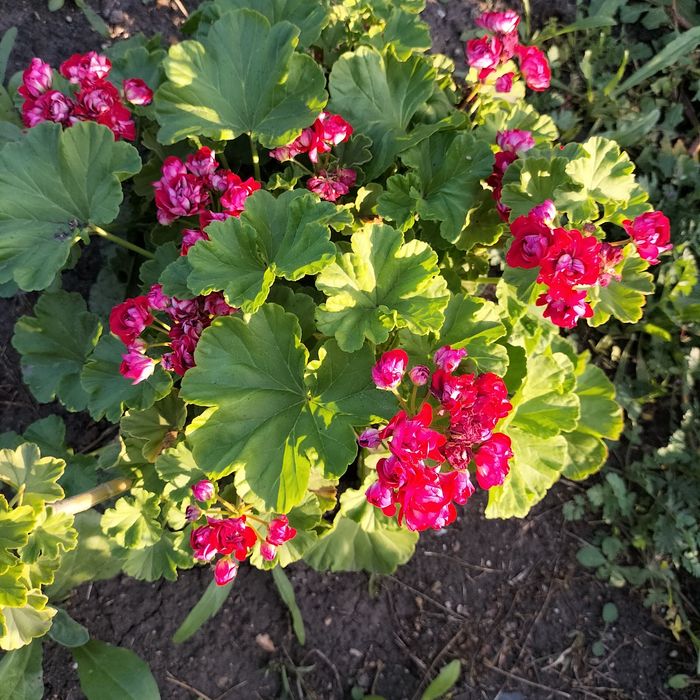 Герань розебудная