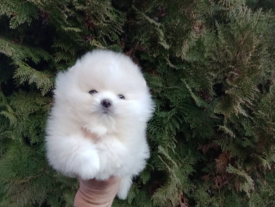 Померан. Мини момче.