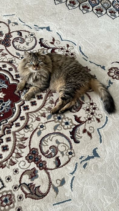 Кошка Новежская лесная