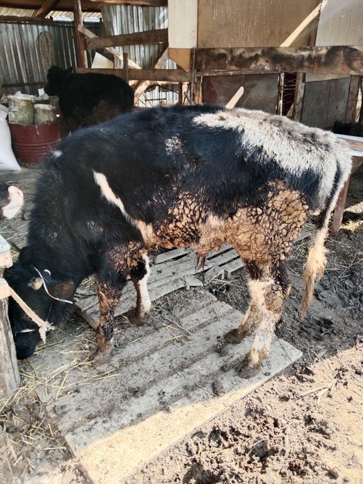 Еркек бузау бычок