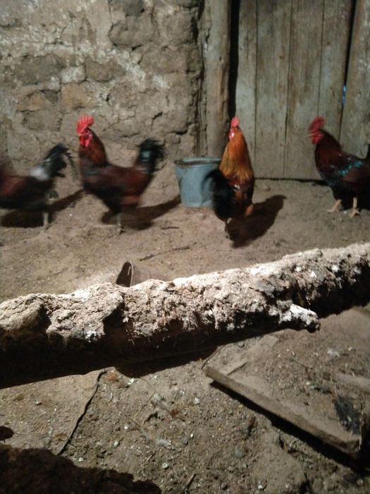 Продажа молодых петухов