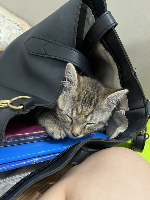 Маленький котёнок