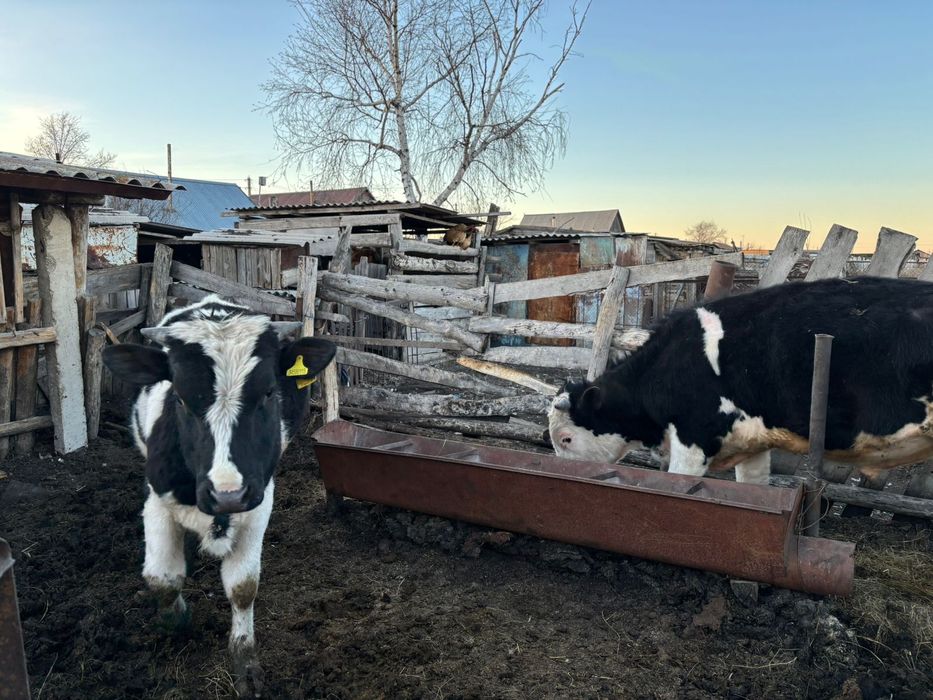 Продам 2 быков возраст полтора года