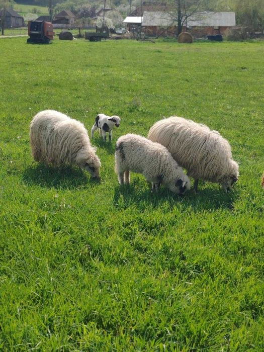 0i turcane de vanzare