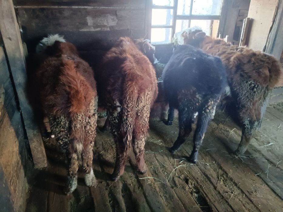 Бұқа тайынша, бычок телка