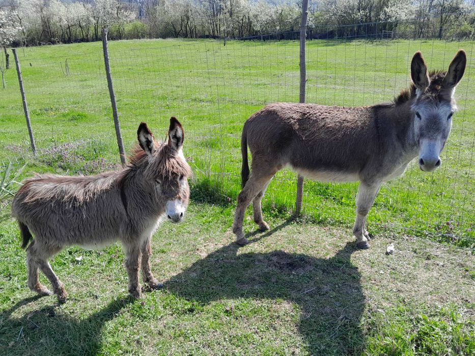 Vand 2 magarite pe lactatie, cu pui si 1 magarita gestanta