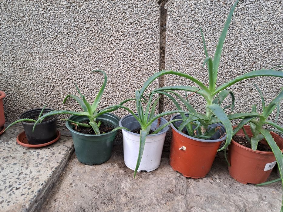 Алое растение в саксия 30см