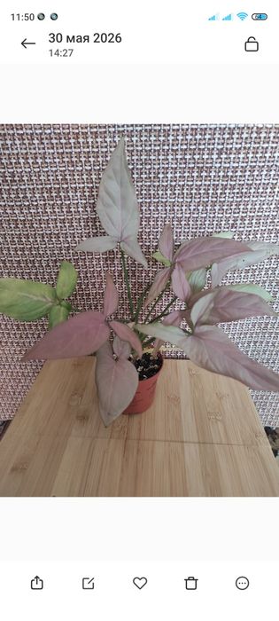 Комнатные цветы растения