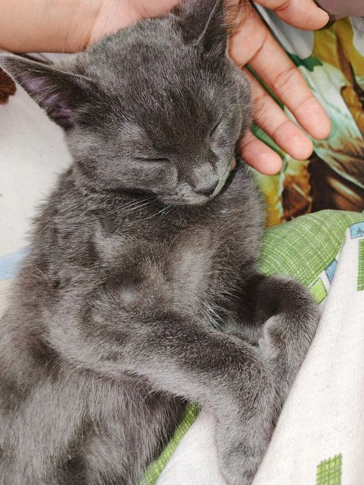 Продается Кот Томми