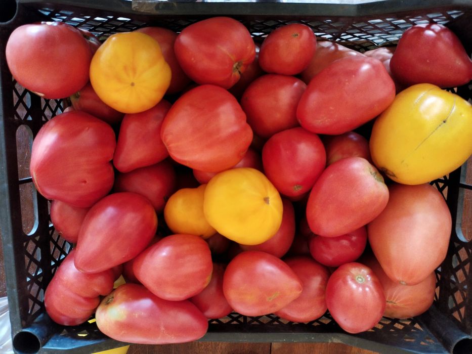 Продам домашние помидоры.