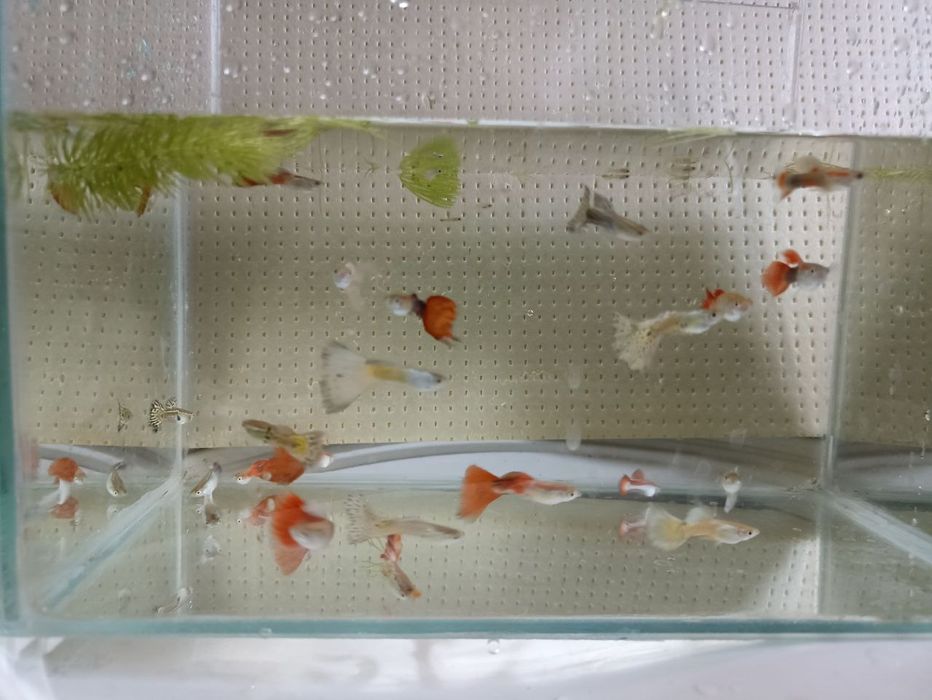 Аквариумные рыбки гуппи