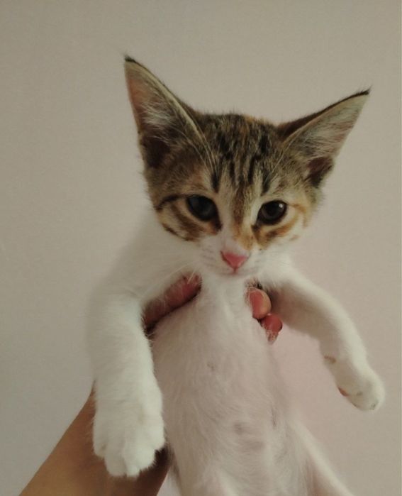Котятам нужна семья!