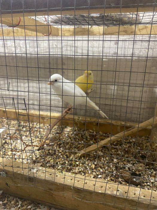 Щегол и канарейка