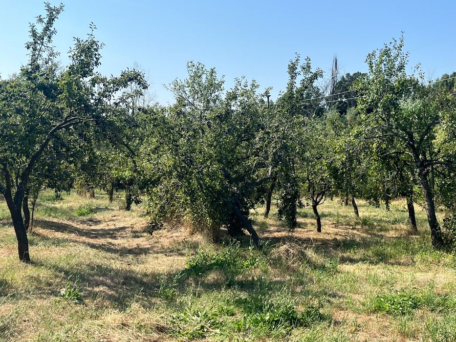 Vand prune,aprox 2 lei kg