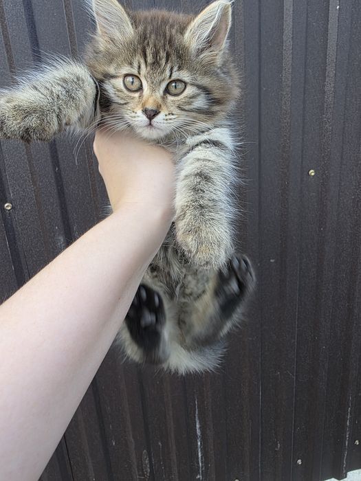 Отдам котенка в хорошие руки