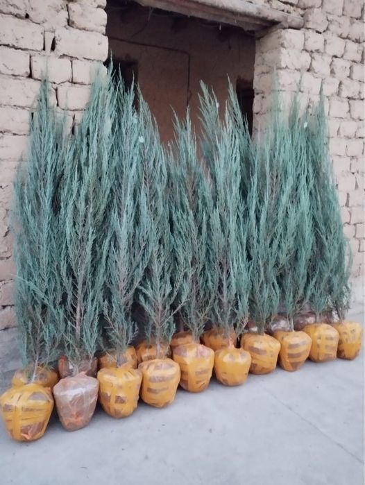 Можжевельник Блю Эрроу