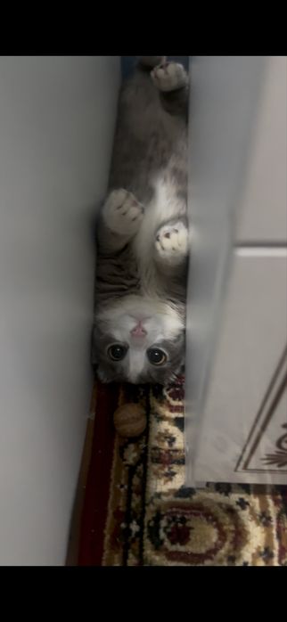 «Ойынқұмар әрі ерке мысық»
