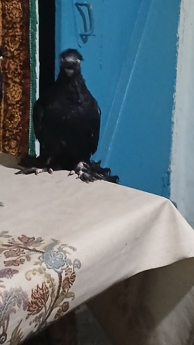 Продаются две голубки жучки