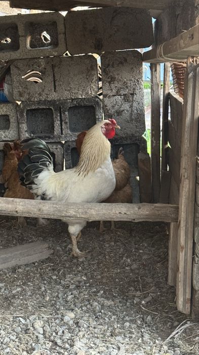 Қораз сатылады срочноо