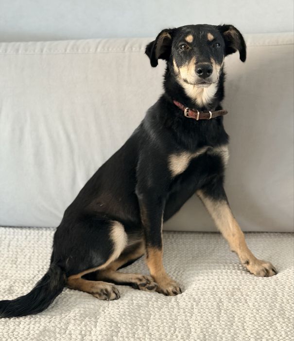 Отдам  щенков в добрые руки