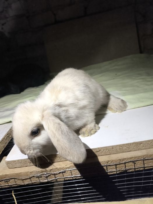 Quyon bolalari 10ta bor