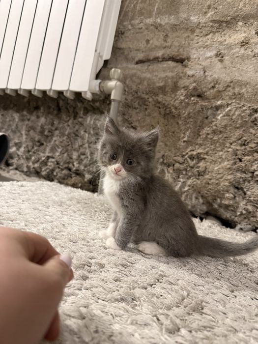 Отдам в хорошие руки