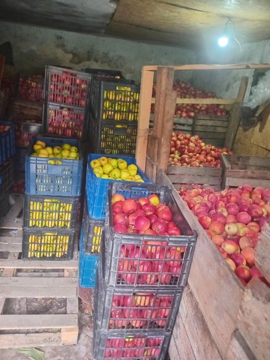 Mere pentru suc sau țuică