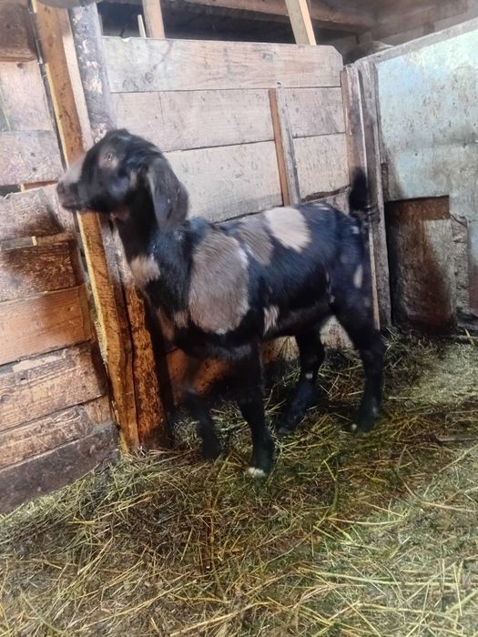 Vând iada anglonubiana f5