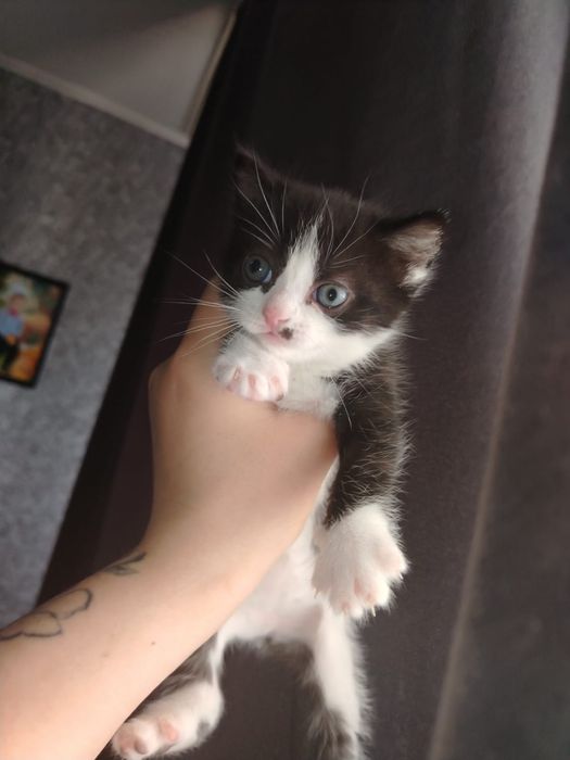 Продам котят британцы вислоухие