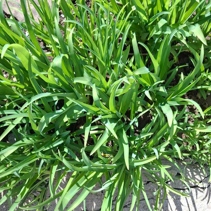 Хемерокалис градинско растение