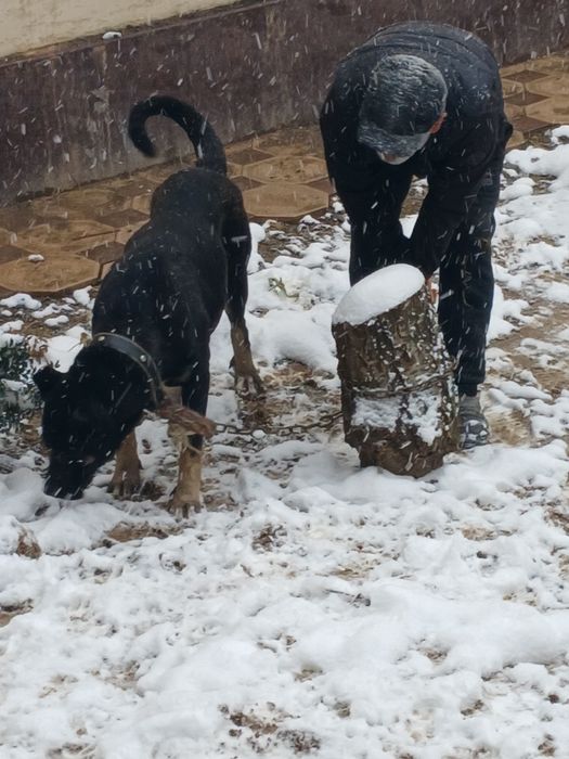 Охранник собаки боетс