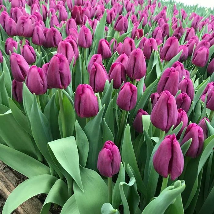 Тюльпаны оптом