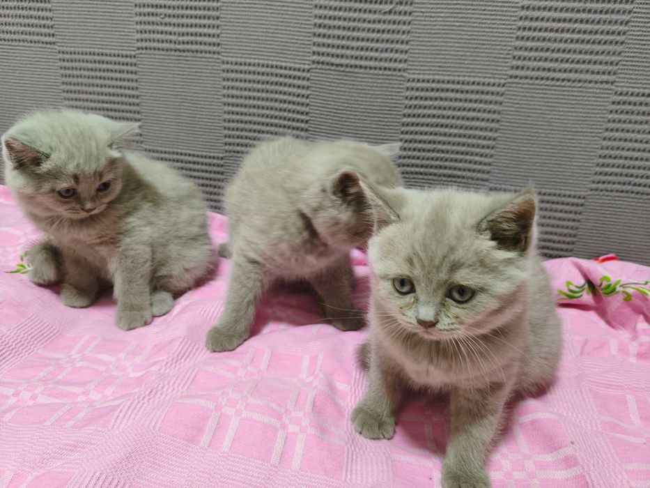 Котята Скотишь страйт, окрас лиловый.