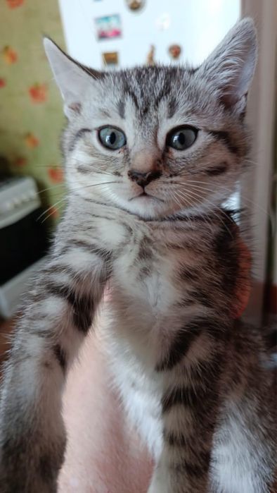 Пристраиваем котят !!!