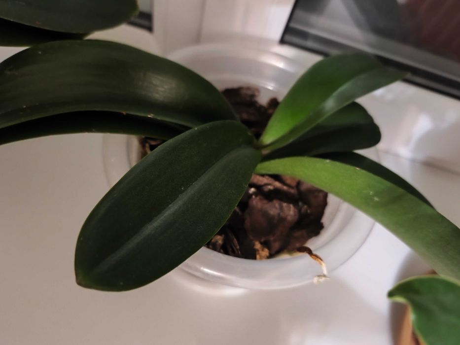 Продам орхидеи фаленопсис