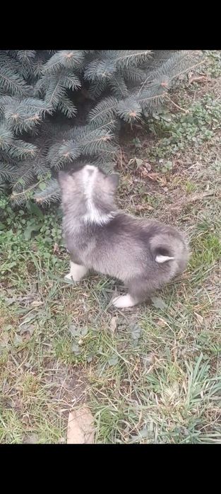 Продам западно сибирских щенков