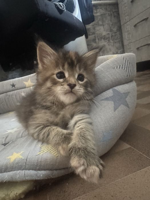 Готовы к бронированию котята Мейн кун