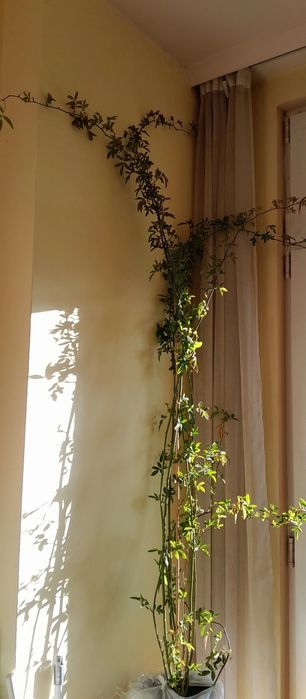 Poза Лейди Банкс