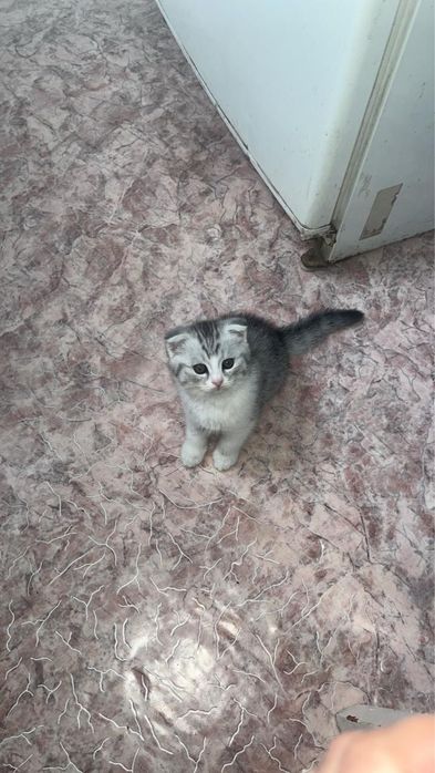Мысык сатылады 3 айлык