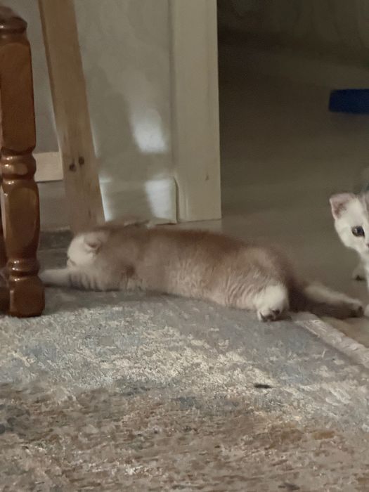 продаю шотландского котенка