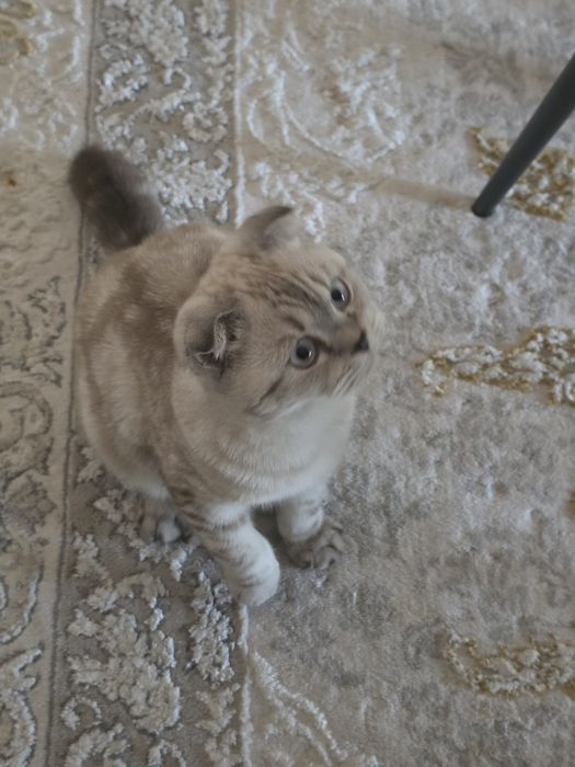 Кошка шотландский