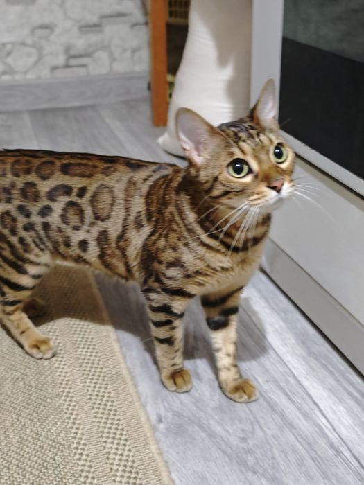 Бенгальская кошка 2 года